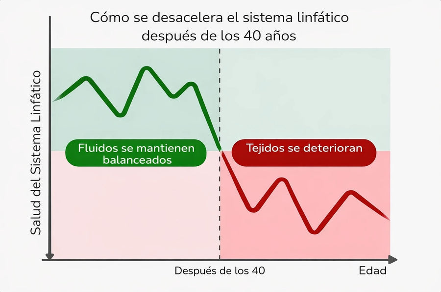 Cómo se desacelera el sistema linfático con la edad